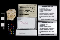 Foto (Objekt + Etikett) von Decapoda indet.  (NHMW-GEO-2014-0194-0766)